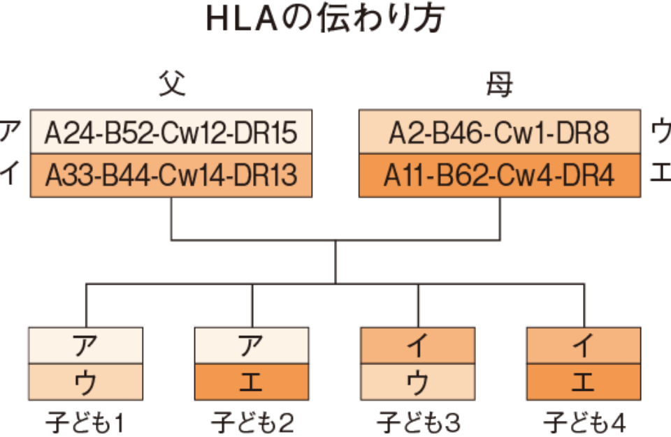 移植成功には、H L A適合がキーポイント